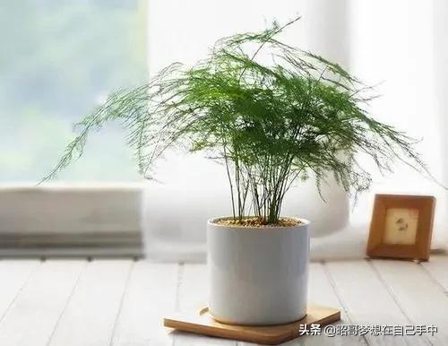 这3种花冬天公认难养,最不怕浇水的5种花