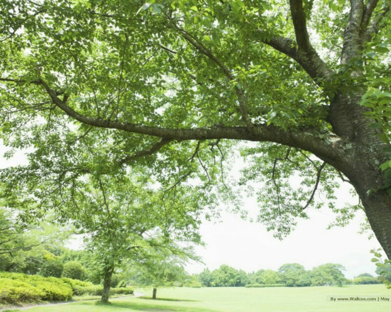保护花草树木的好词好句,花草树木的好词好句