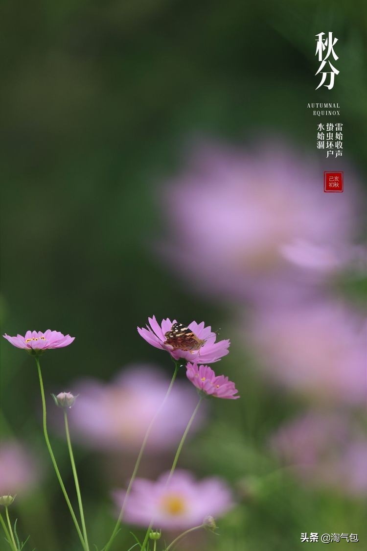 秋分一半热烈一半安详,秋分秋天分两半