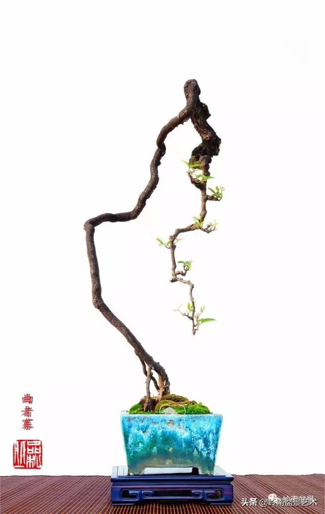 以根代杆下细上粗式盆景图片,十种适合吊着养的盆景