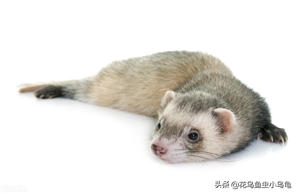 室内适合养什么动物不花力气,萌巢室内动物园有什么动物