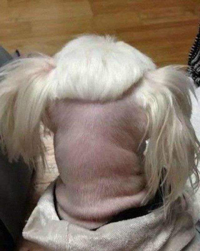 狗子理发后变成羊,狗子剃毛后成羊驼