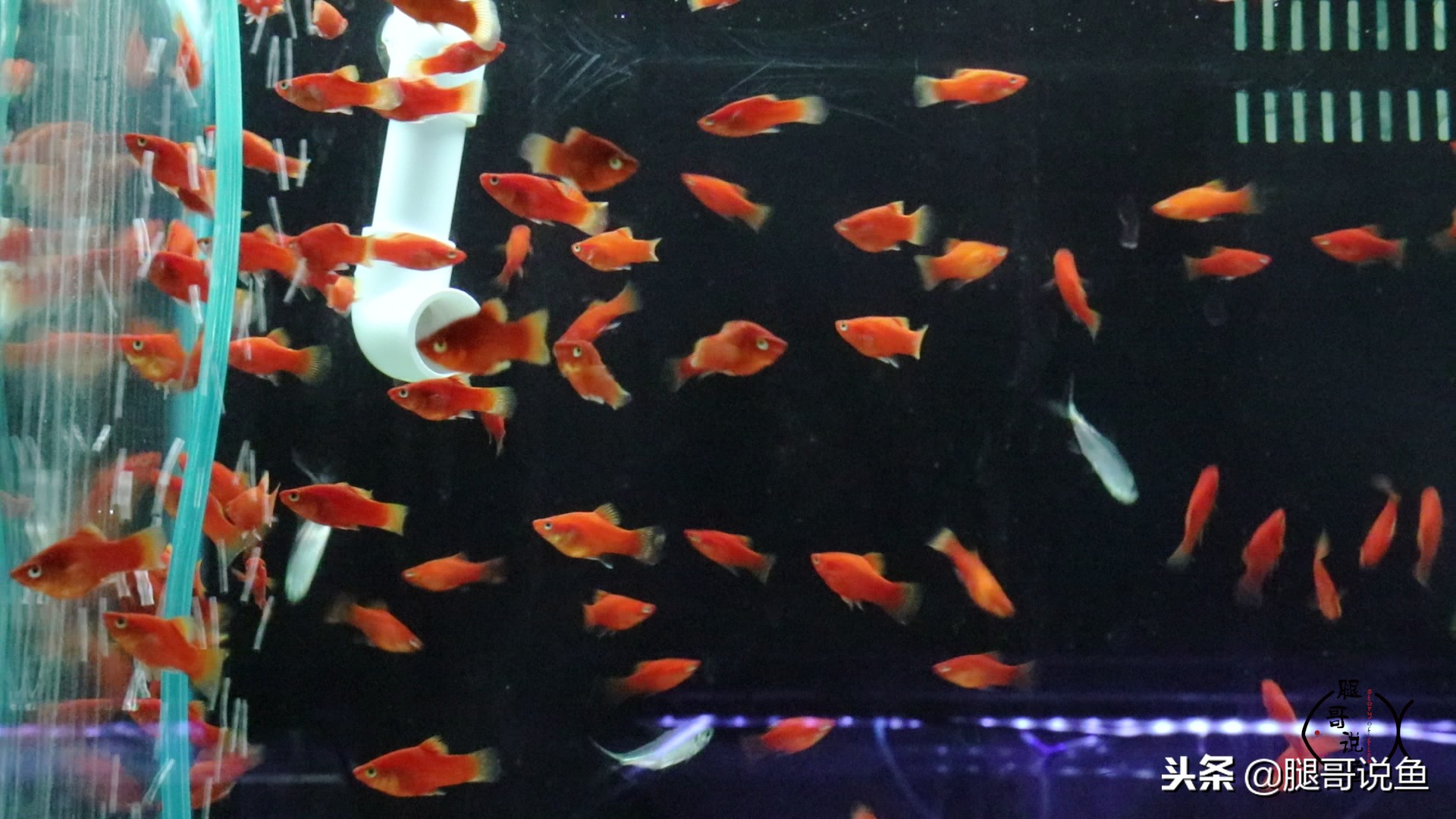 黑尾红月光可以和玛丽球鱼混养,适合新手养的纯黑色鱼