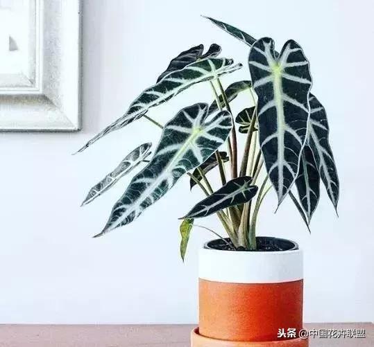 打翻了调色盘的花,打翻了调色盘的美景