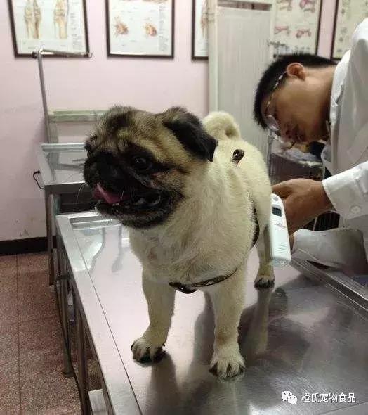 给狗狗测体温的正确方法,在医院给狗狗量体温