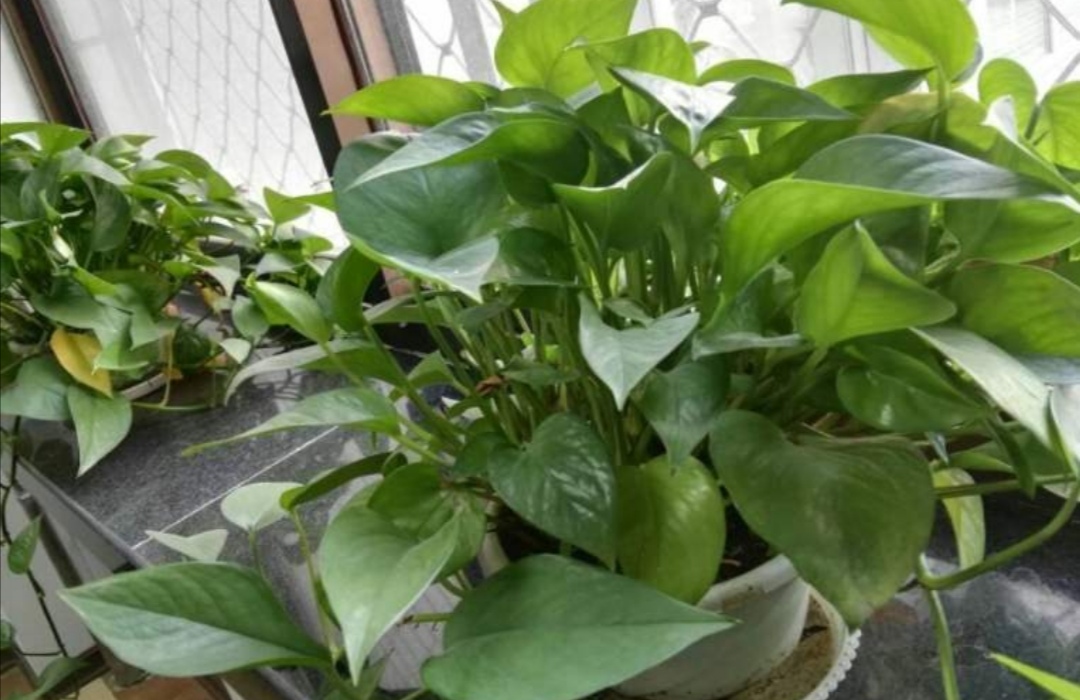 绿萝剪枝不长叶子怎么办,绿萝不打理怎么养