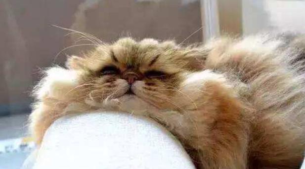 夏天猫咪怎么度过的,夏天猫咪怎么避暑旅游