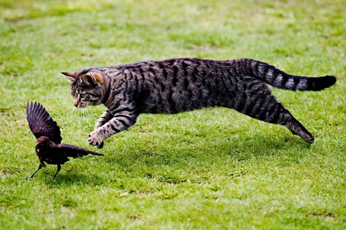 路边随便采野花,路边哪些草可以当猫草