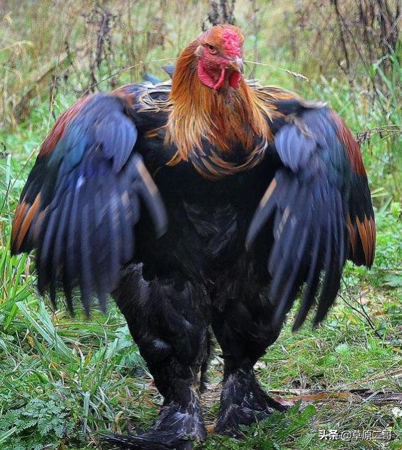 顶呱呱知识科普,顶呱呱科普小知识动画