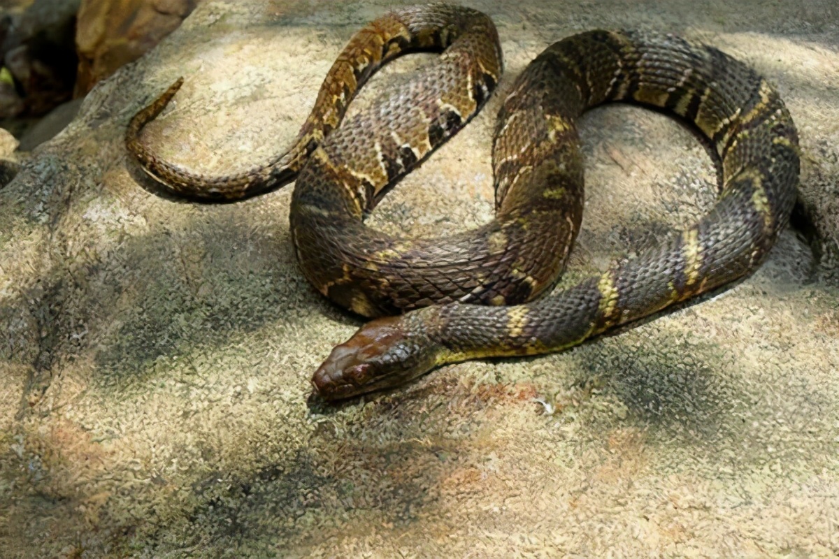 两个男子野游被蛇追,广西两男子野游遇到蛇后续