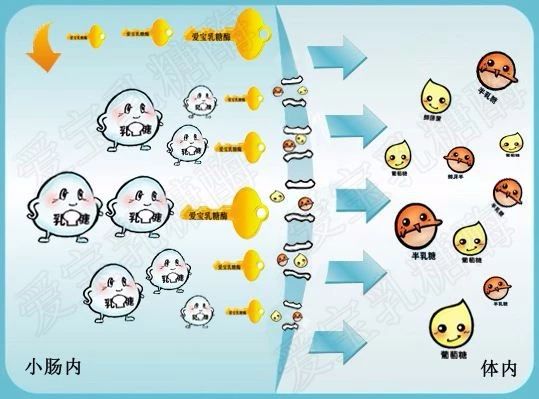 小奶猫喝了羊奶拉稀怎么办,奶猫喝凉牛奶会拉稀吗