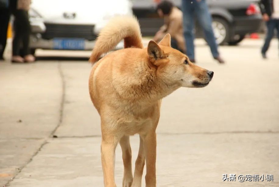 网上买狗狗有芯片能造假吗,网上高价买狗狗靠谱吗