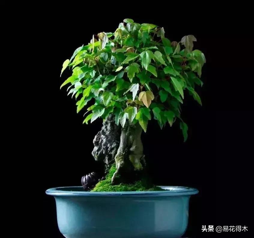 唐枫和红枫有什么区别,日本红枫和黄金枫区别