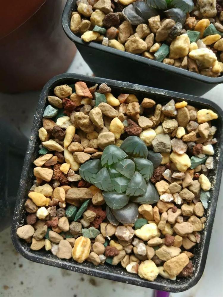 万象十二卷多肉怎么繁殖,多肉十二卷的养殖方法和注意事项