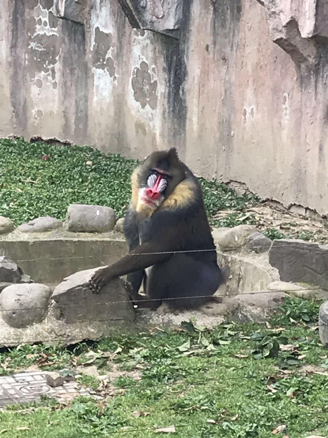 上海野生动物园太阳广场节目安排,上海野生动物园建议游玩时间