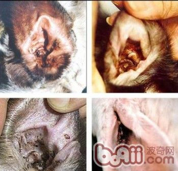 家养猫得猫癣和耳螨的原因,预防猫耳螨日常护理用什么