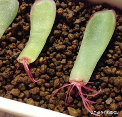 多肉叶插发芽后怎么不长了,多肉叶插发芽后怎么长得大