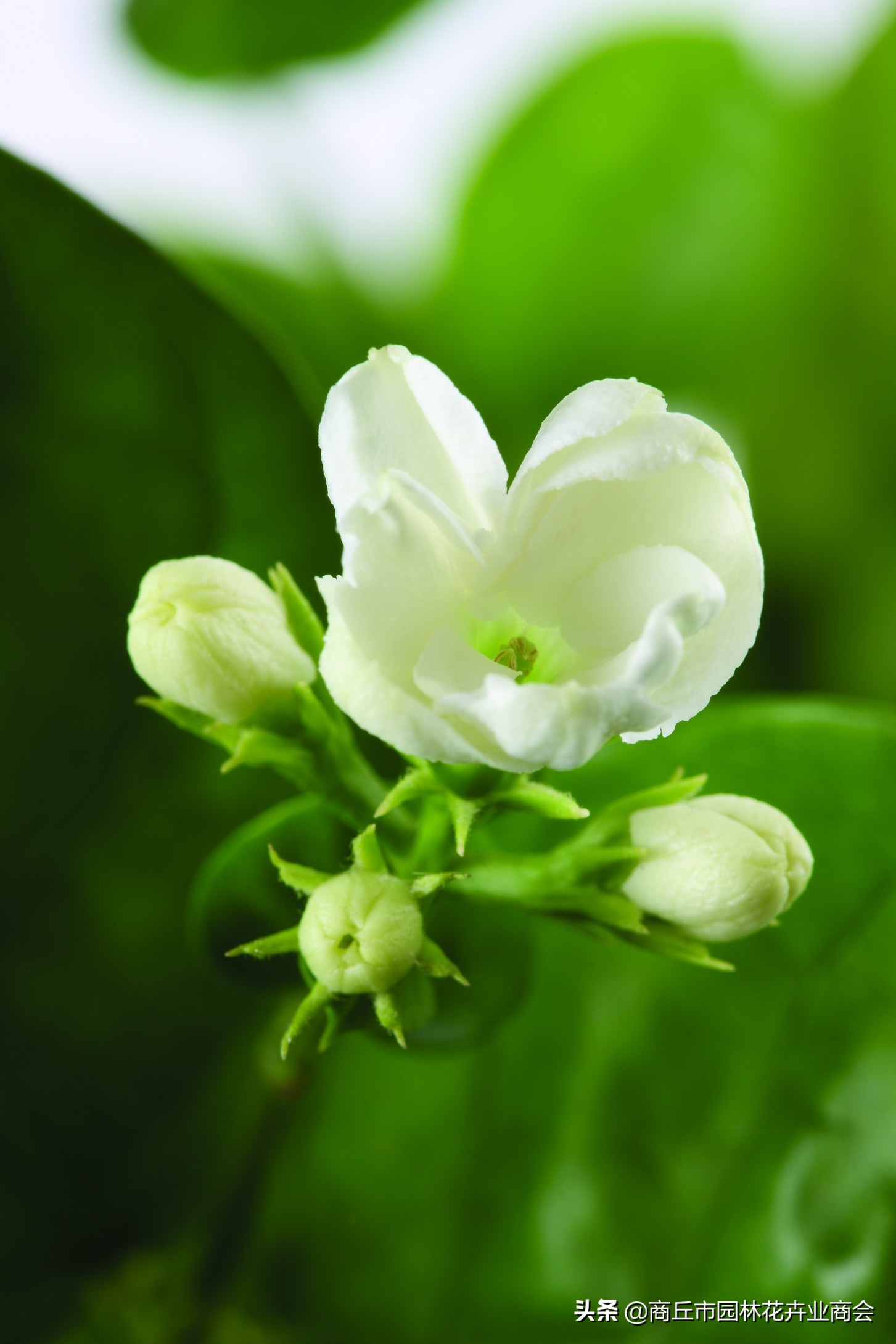 茉莉叶片往下耷拉怎么办,茉莉叶子卷曲掉落是什么病