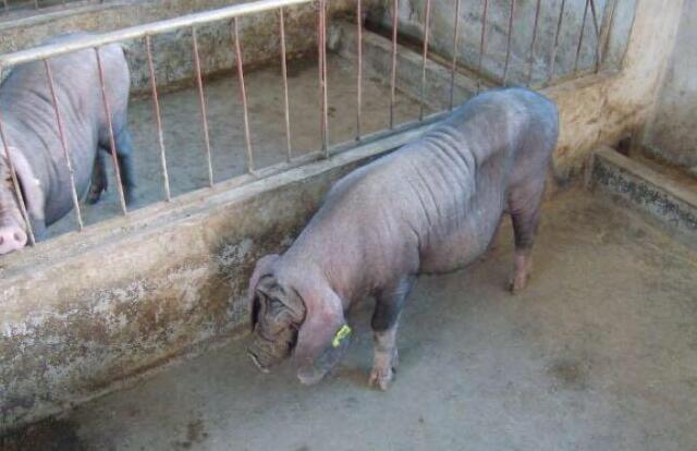 怎样饲养母猪才会高产不返情,养殖户管理方法