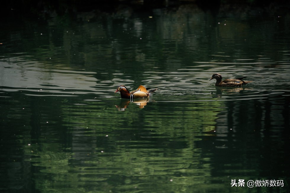 拙政园最让人欣赏的地方,拙政园十大特色