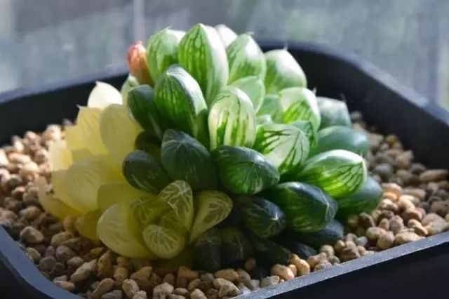 多肉植物好养又容易开花,长相怪异的9种多肉植物