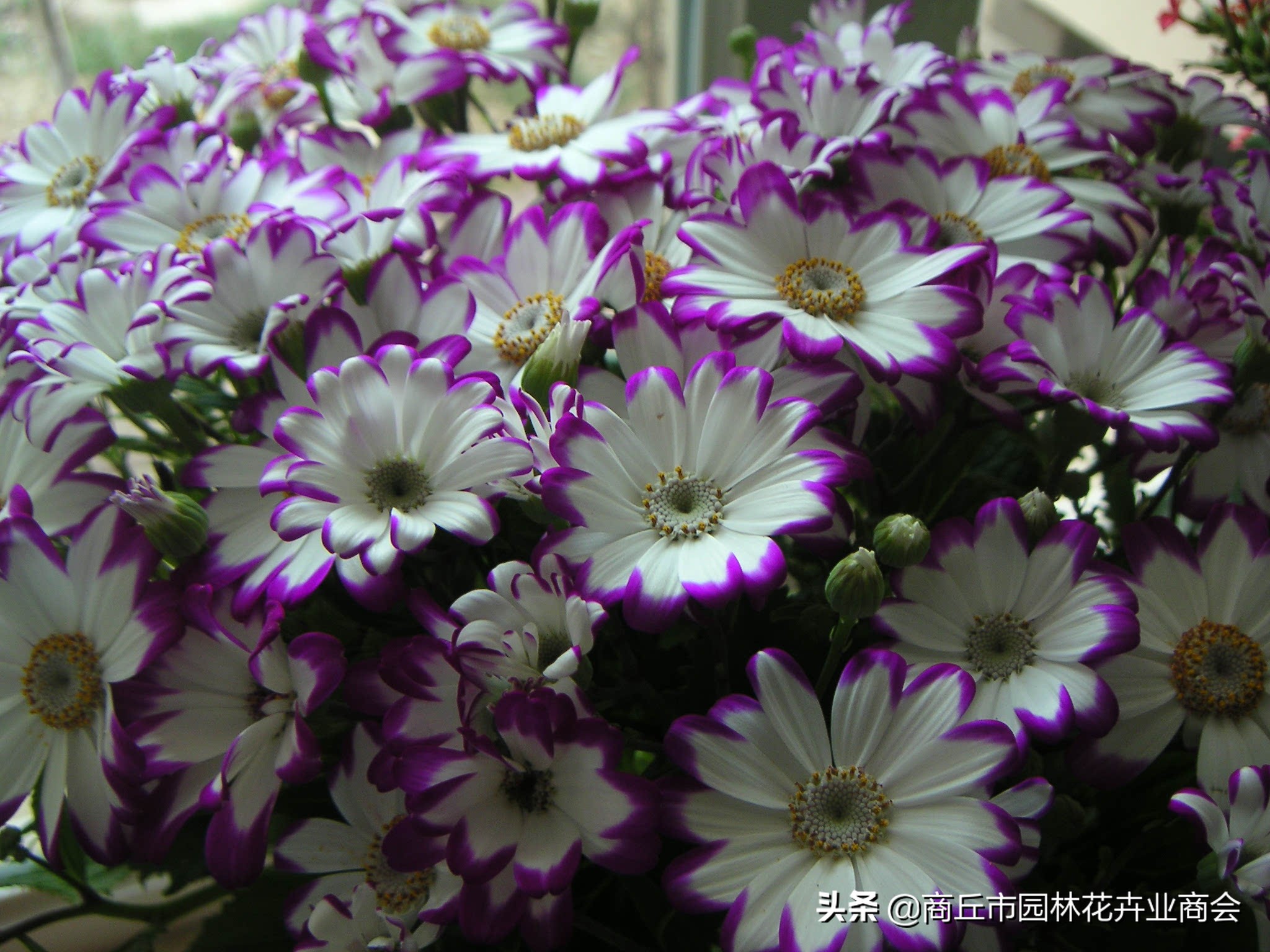 瓜叶菊开花后需要修剪吗,瓜叶菊花开完后怎么处理