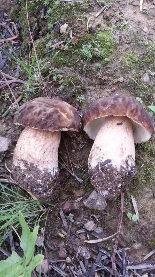 我们的童年时光,我们的童年舞蹈