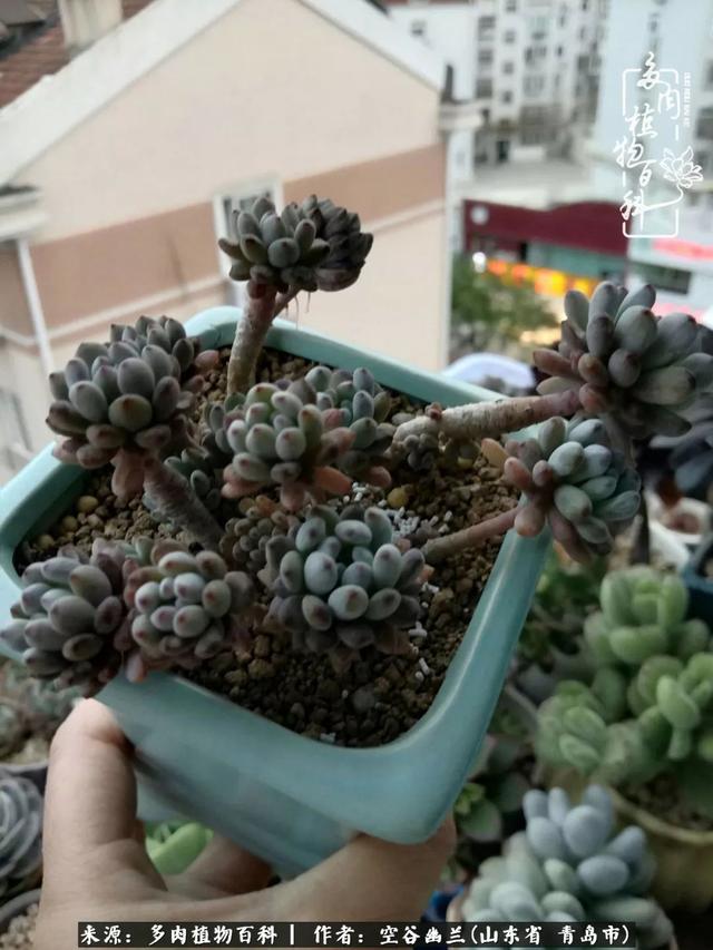 多肉最美的时光,多肉惊艳我的时光