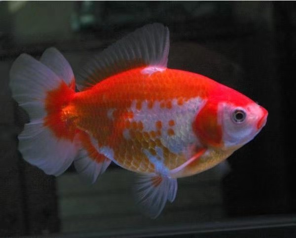 如何挑选观赏鱼种类,观赏鱼怎么挑选最好