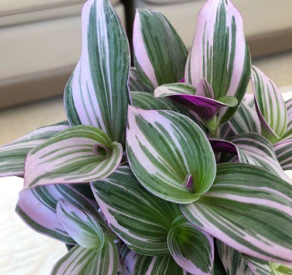 油画吊兰适合在室外养护,油画吊兰养在客厅好吗