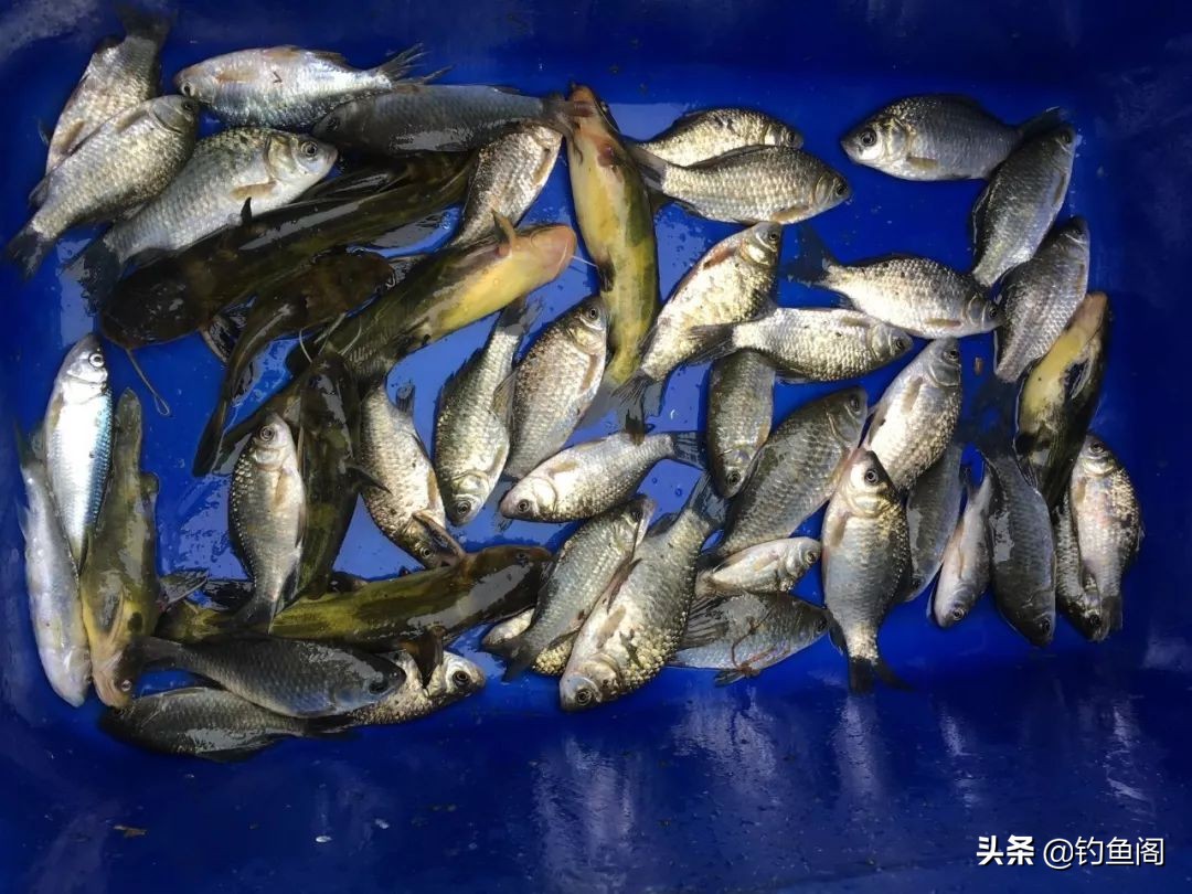 钓鱼酒米怎么诱鱼,酒米钓鲫鱼绝招