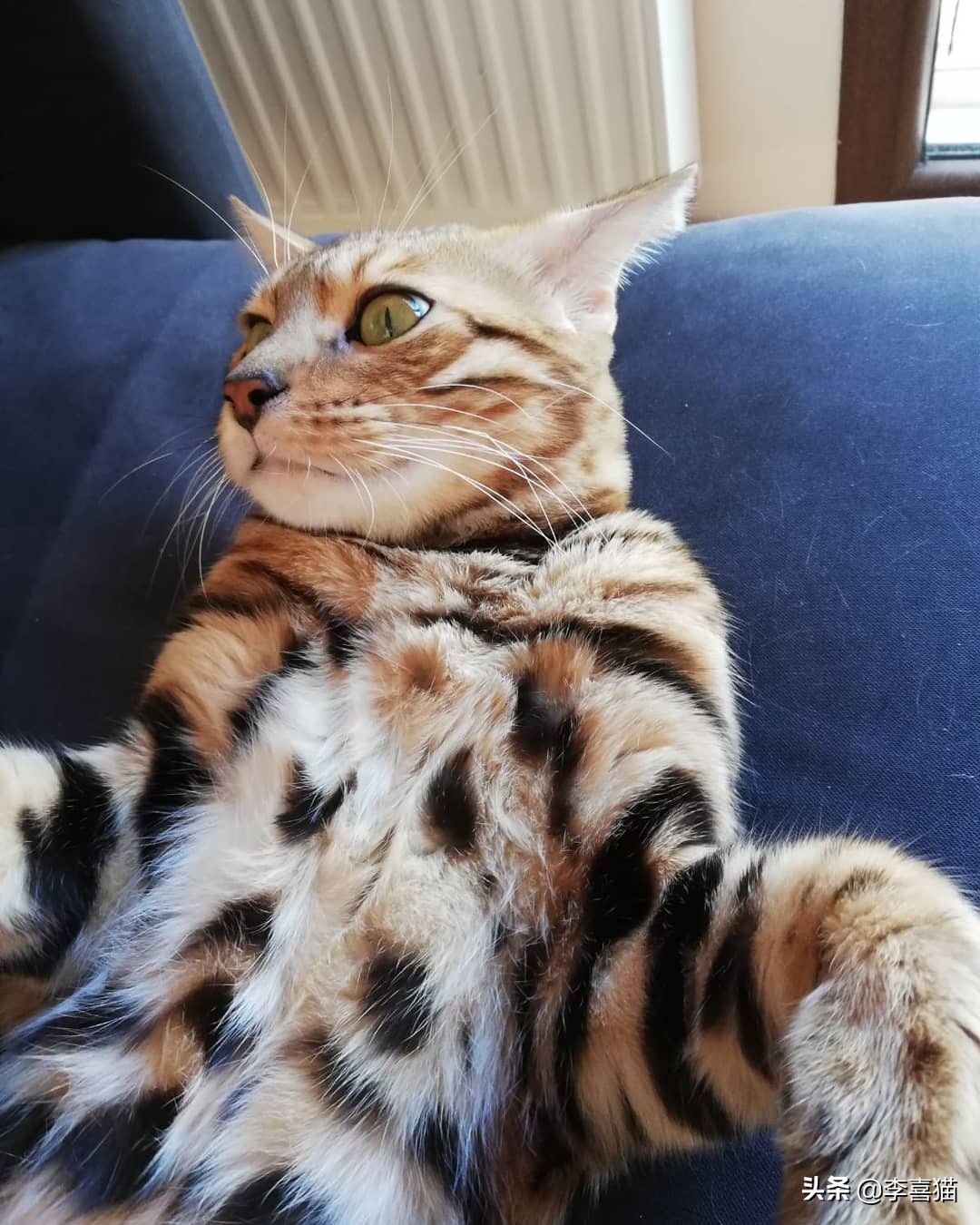 猫咪犯错是怎么打才能让猫意识到,猫咪不听话打它哪里比较合适