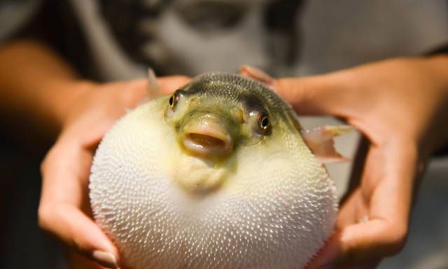 十种可怕的生物,3种可怕的动物