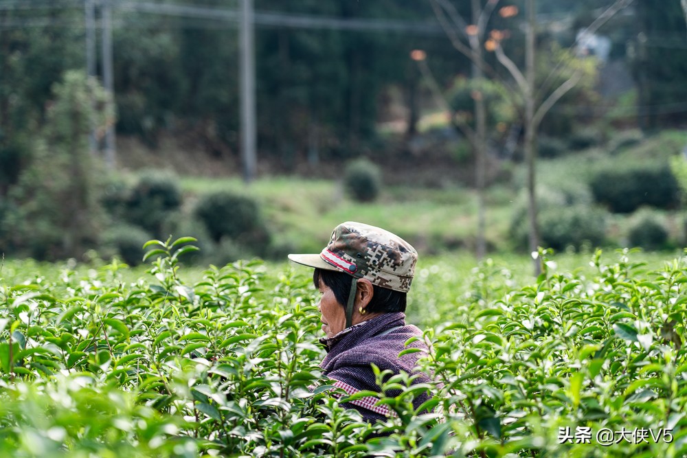 中国西湖龙井名茶最新排名,喝西湖龙井中国第一名茶