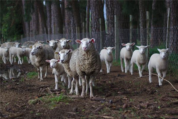 视诊：5种方法直接看出羊是否健康