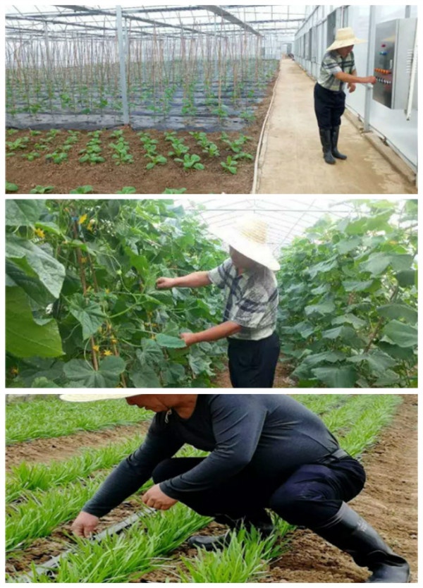 多肉哥农庄日记第21篇：培训结束，收获满满。