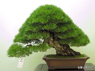 黑松盆景摘芽拔针图解 (黑松盆景针芽怎样修剪)