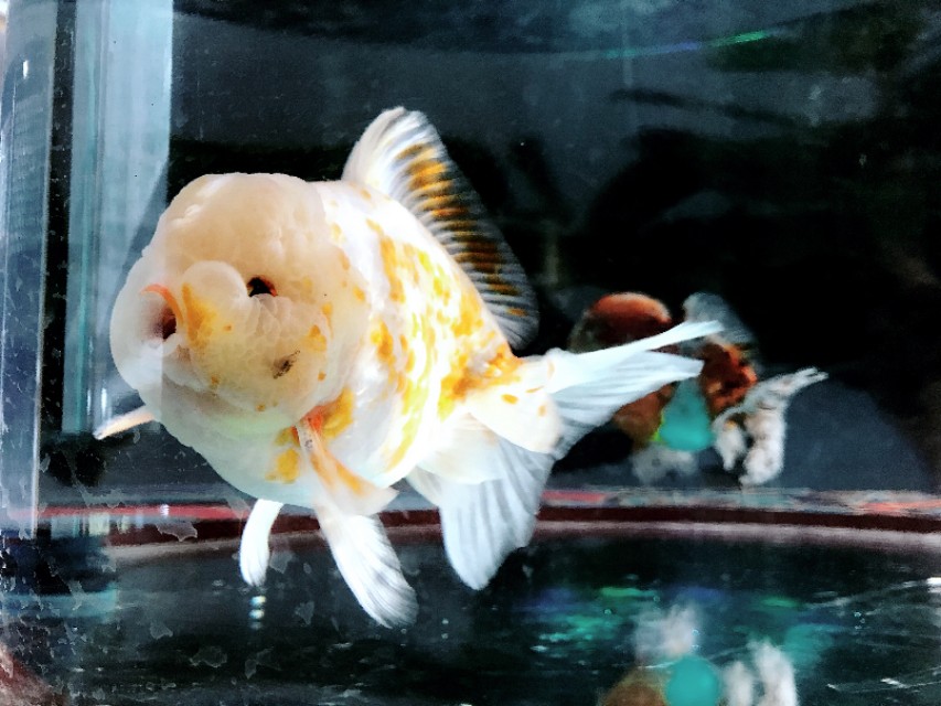 金鱼的饲养技术秘诀,如何把金鱼养好详细攻略