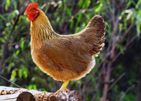 游四方全部视频,游四方四川