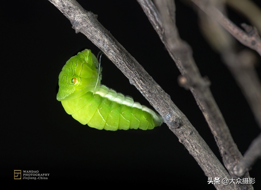 他7年专注拍蝴蝶,获“蝶痴”、“蝶仙”雅号