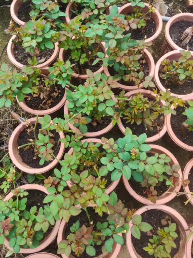 怎么种玫瑰花一年四季都有开花,玫瑰花怎么种可以一年四季都有