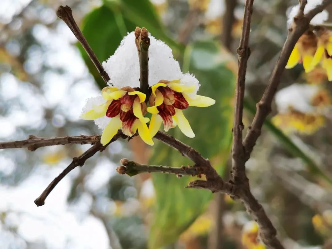 蜡梅的独特之处,腊梅之美