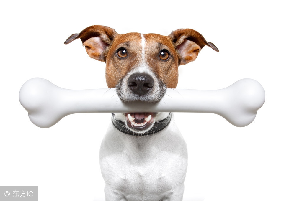 哈士奇喂养一个月要多少钱,一个月哈士奇喂养方法