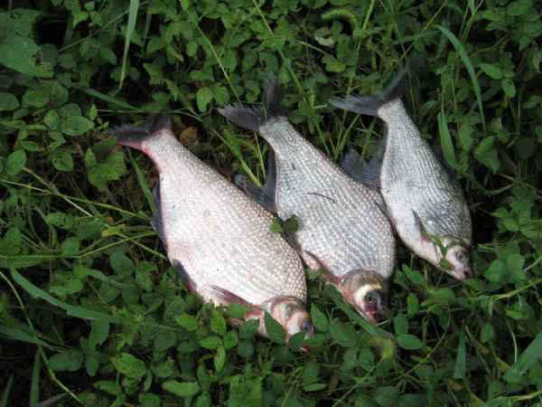 如何钓武昌鱼用什么饵料,钓武昌鱼什么时间最好