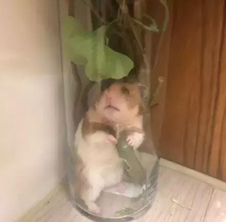 仓鼠越狱被发现的时候一动不动,仓鼠越狱躲在柜子里的缝隙里