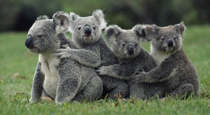 澳洲树袋熊是什么样的,澳大利亚国宝树袋熊进入人类市区