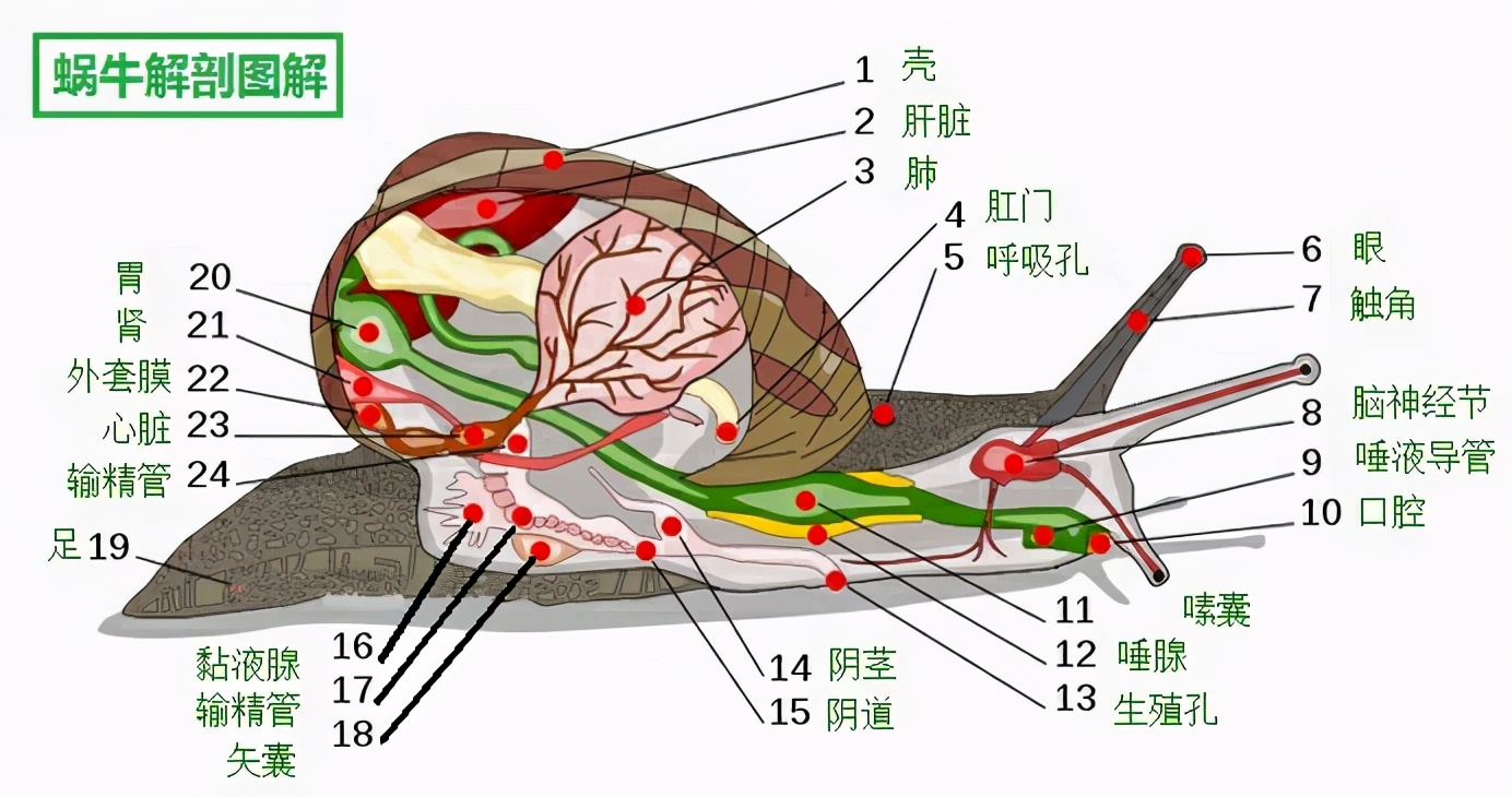 是雌雄一体的动物,既是雌性又是雄性