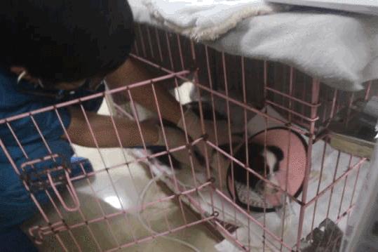 卡布：来自一只三个月大的边境牧羊犬，一封遗留在人间的草稿