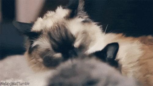 猫每年剃一次毛,可以把猫的毛剃了吗