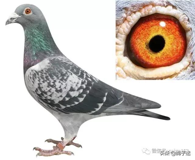赛鸽眼睛长东西,赛鸽血统重要还是个体重要